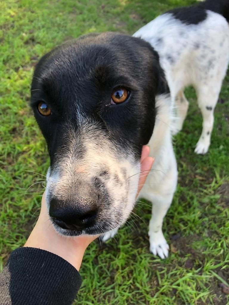 scegliere un cane al canile