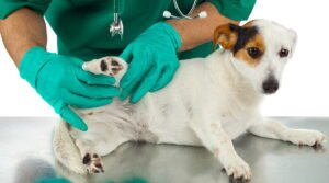 animal, health, outdoor