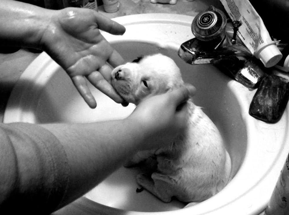 bagnetto al cucciolo di cane