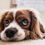 cosa comprare per l'arrivo di un cucciolo di cane