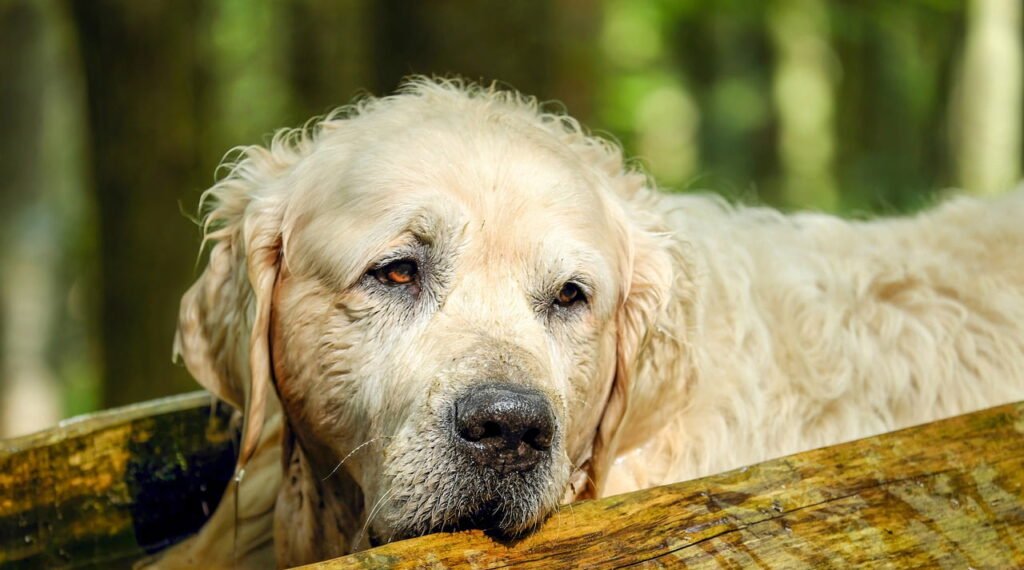 golden retriever, dog, retriever