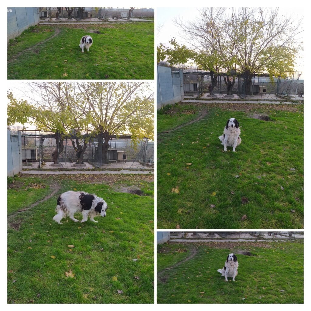 Cani anziani in adozione: foto Pica