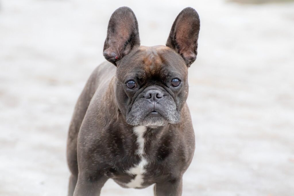 dog, french bulldog, pet
