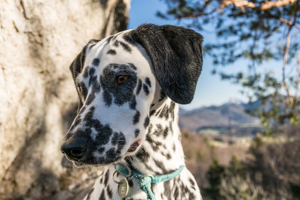 dalmatians, rock, sky