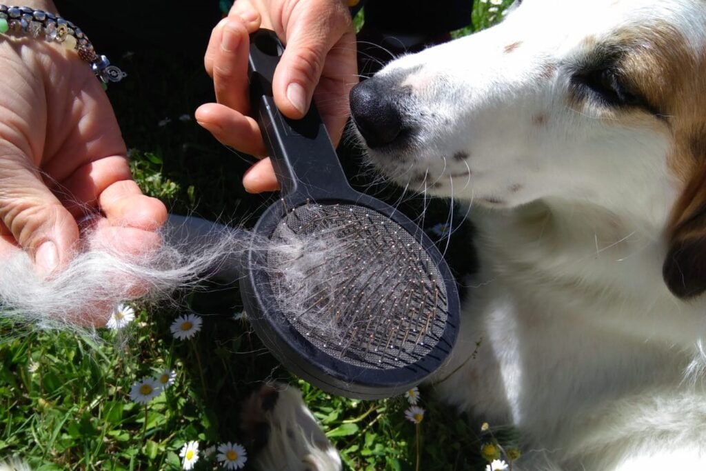 perchè il cane perde pelo