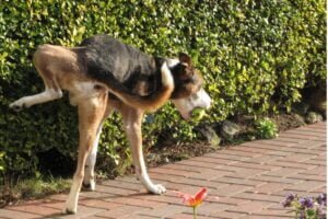 cane che fa i bisogni