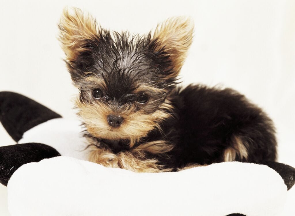 cucciolo sul cuscino